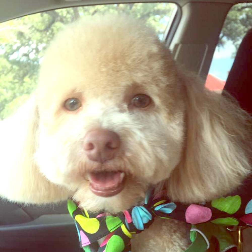 Meet your Posher, Ricky